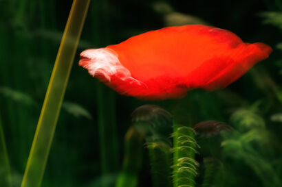 poppy carousel - a Photographic Art Artowrk by udo @EigenAnsichten.Art